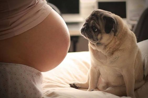 Koirasta voi olla hyötyä raskauden aikana