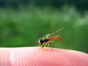 Ampiaisen pisto lapsella