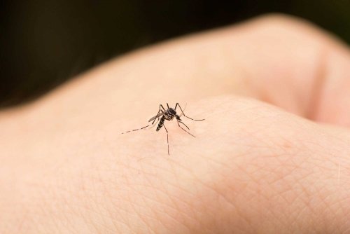 Miksi hyttyset pistävät aina minun lastani?