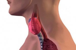 Hashimoton tauti lapsella