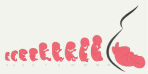 Kahdeksas raskausviikko