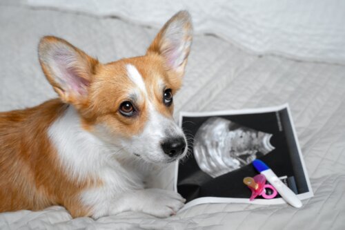Voivatko koirat aistia raskauden?